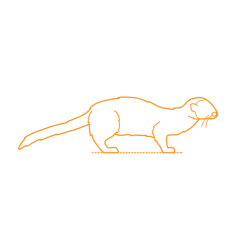 Animals Mustelids European Mink Line Art Svg Vector, Free Vectors File